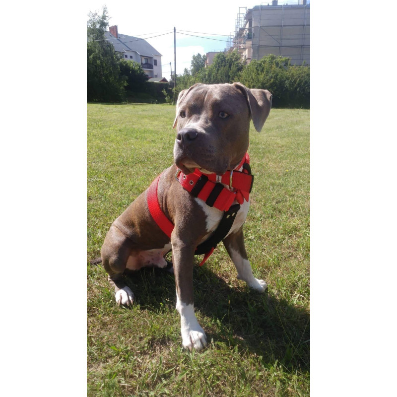 INSIDE TRIPLE HARNESS 5CM