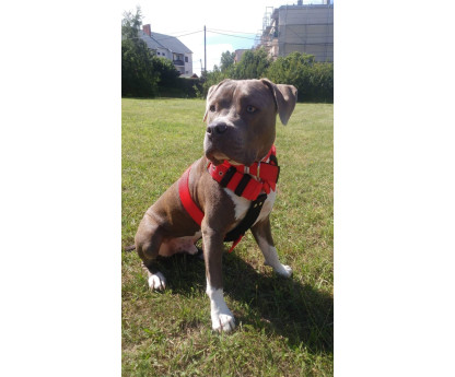 INSIDE TRIPLE HARNESS 5CM