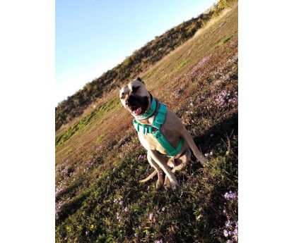 SZELKI 4CM TRIPLE