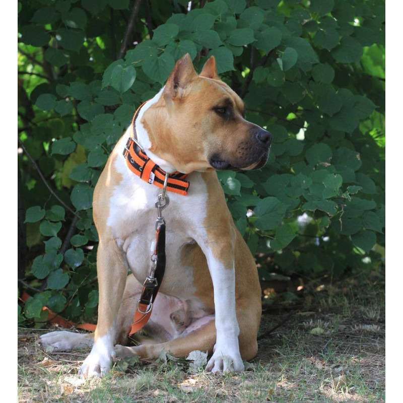 Collar JUICY STRIPS 4 cm