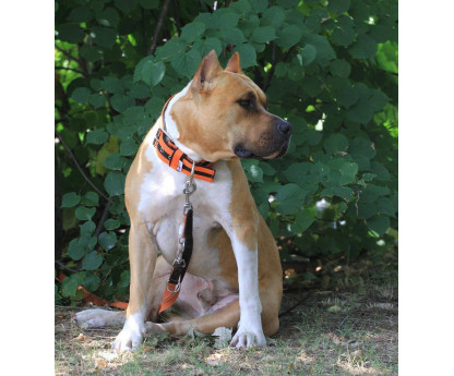 Collar JUICY STRIPS 4 cm