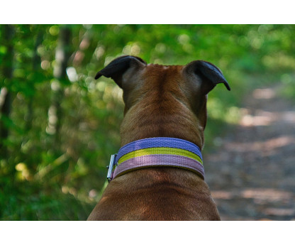 Collar JUICY STRIPS Double Color 4 cm