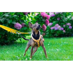 Harness SZ10FUN 2,5 cm