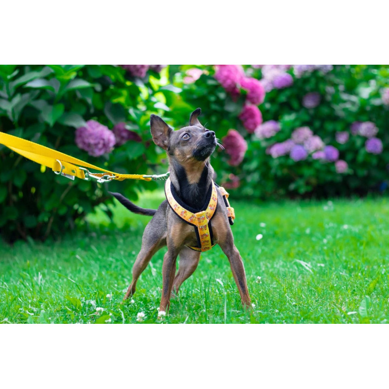 Harness SZ10FUN 2,5 cm