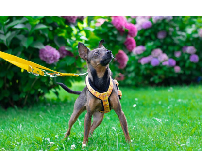 Harness SZ10FUN 2,5 cm