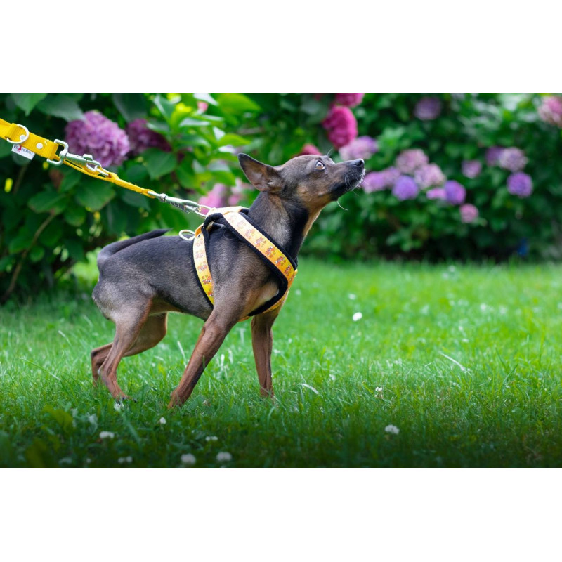 Harness SZ10FUN 2,5 cm