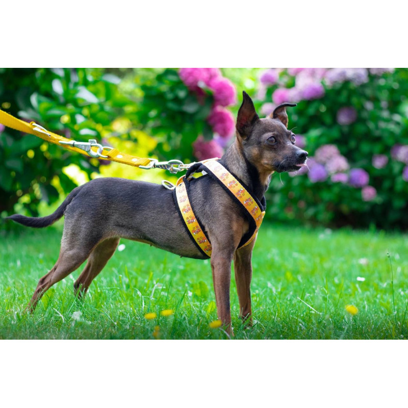 Harness SZ10FUN 2,5 cm