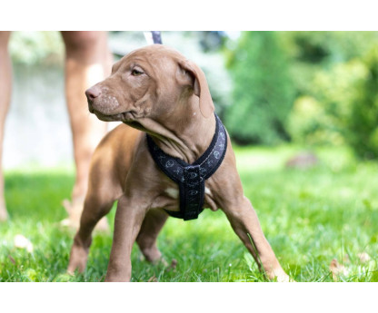 Harness CLICK FUNNY COLECTION 2,5 cm