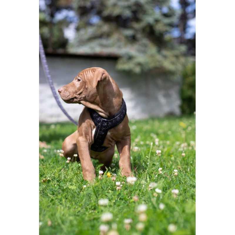 Harness CLICK FUNNY COLECTION 2,5 cm