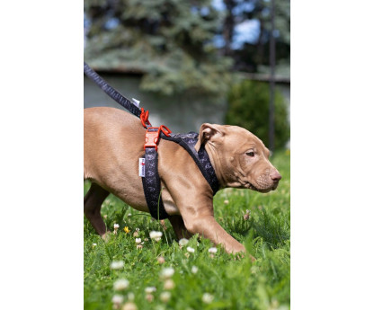 Szelki CLICK FUNNY COLECTION 2,5 cm