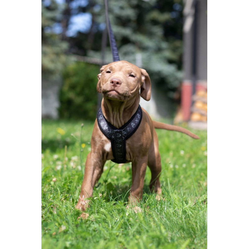 Harness CLICK FUNNY COLECTION 2,5 cm