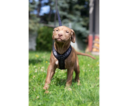 Harness CLICK FUNNY COLECTION 2,5 cm