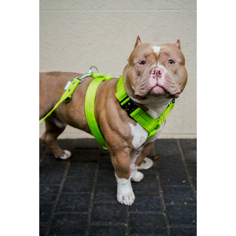 Harness EXTREME TRIPLE 4 cm
