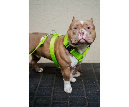 Harness EXTREME TRIPLE 4 cm