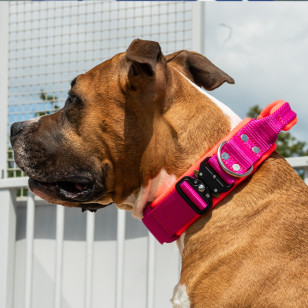 Collar EXTREME SAFE GRIP 4 cm 2