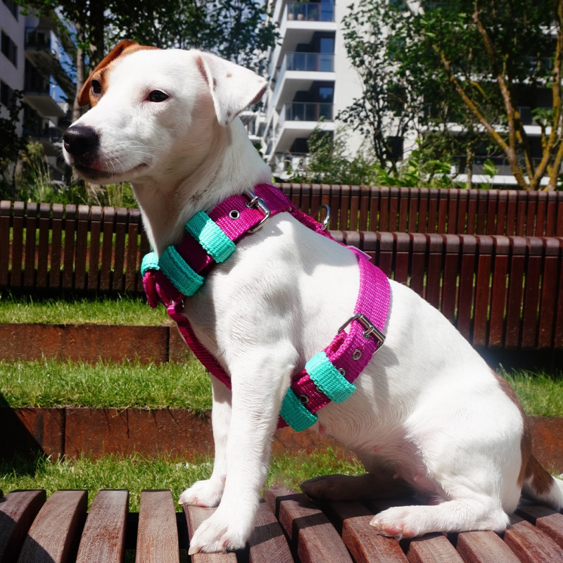 Harness JUICY Bicolor 3 cm
