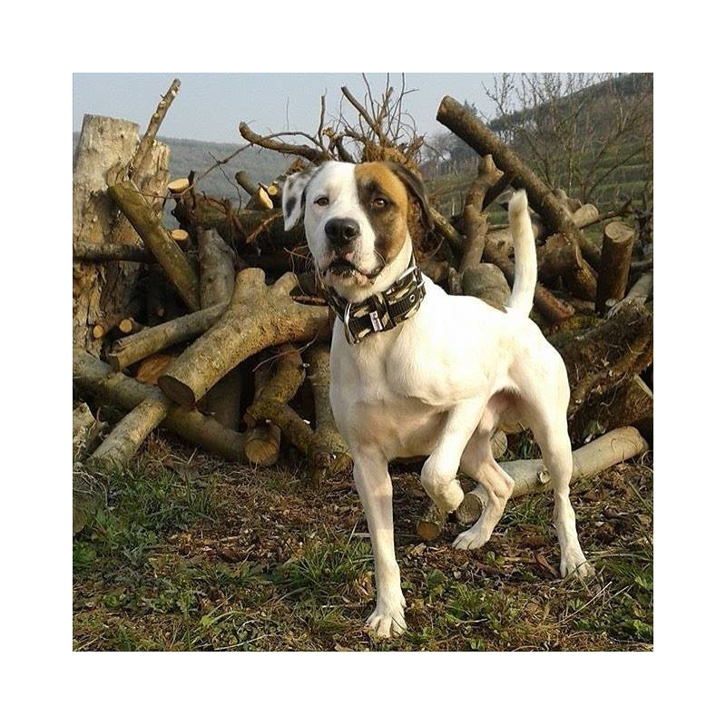 Collar CAMOUFLAGE STRIPS 5 cm